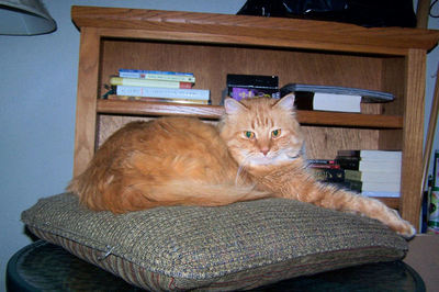 Cinn on Pillow.jpg