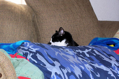 Lucifer on blankets.jpg