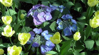 Desktop Flowers.jpg