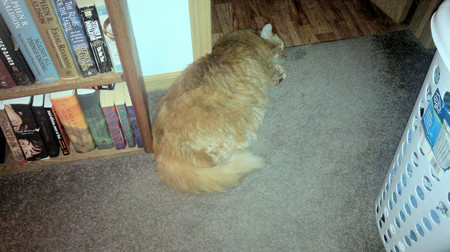 Shelf corner.jpg