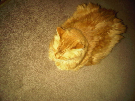 Cin on carpet.jpg
