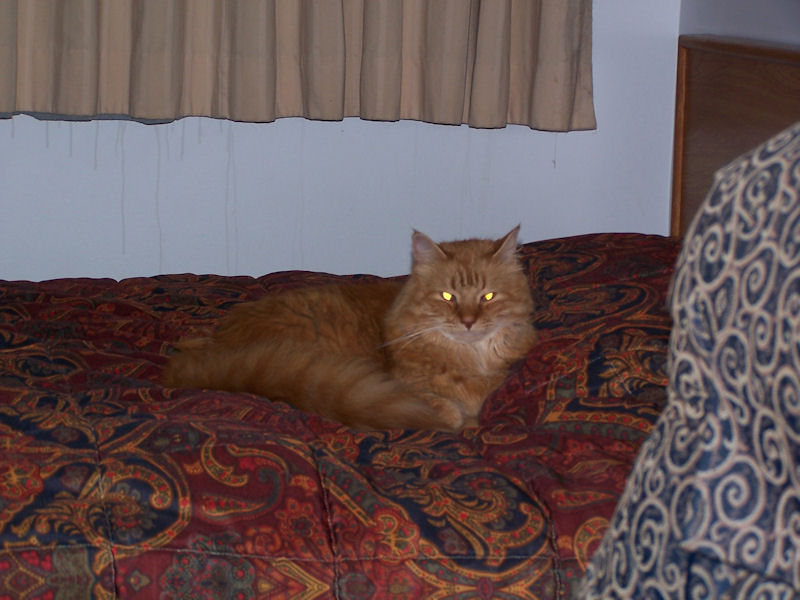 http://www.rooksrant.com/mt-static/images/Cinn%20on%20bed.JPG